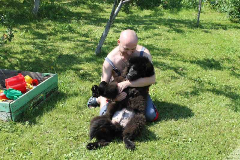 Фото: ньюфаундленд Laymar Seynari (Лаймар Сейнари)