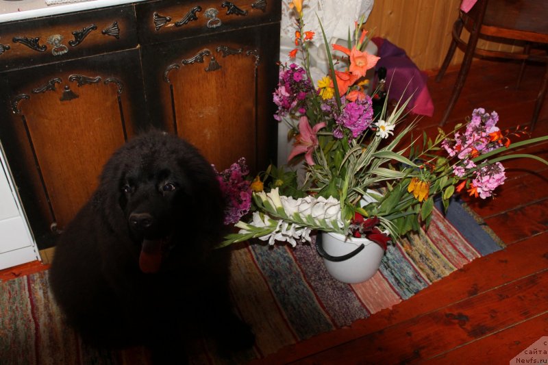 Фото: ньюфаундленд Laymar Seynari (Лаймар Сейнари)