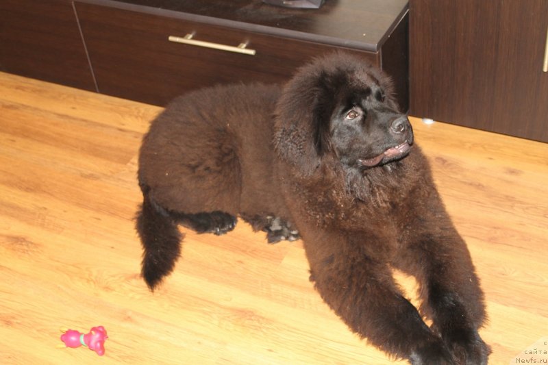 Фото: ньюфаундленд Laymar Seynari (Лаймар Сейнари)