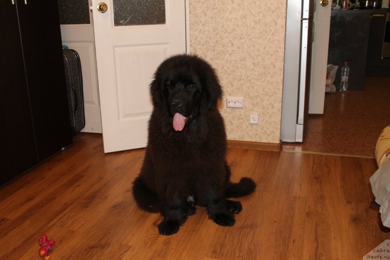 Фото: ньюфаундленд Laymar Seynari (Лаймар Сейнари)