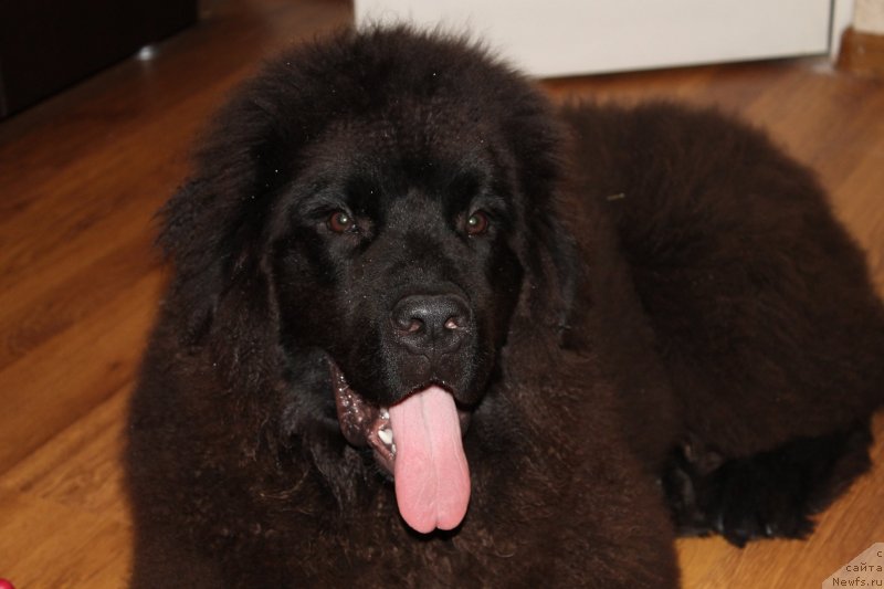 Фото: ньюфаундленд Laymar Seynari (Лаймар Сейнари)