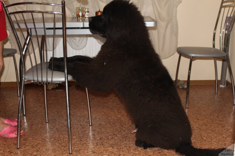 Фото: ньюфаундленд Laymar Seynari (Лаймар Сейнари)