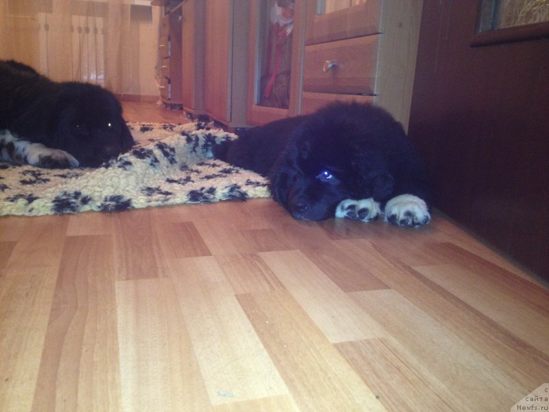 Фото: ньюфаундленд Pitern'yuf Jivanshi (Питерньюф Живанши), ньюфаундленд Piternyuf O'mnia Praeclara Rara (Питерньюф О'Мниа Праэклара Рара)