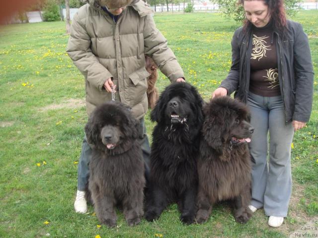 Фото: ньюфаундленд Severtan Madjesta (Севертан Маджеста), ньюфаундленд Severtan Svetskaya L'vica (Севертан Светская Львица), ньюфаундленд Bombastik from Bomberland, Tat'yana Bahtereva (Татьяна Бахтерева)