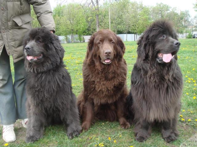 Фото: ньюфаундленд Severtan Svetskaya L'vica (Севертан Светская Львица), ньюфаундленд Severtan Madjesta (Севертан Маджеста)