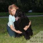 Фото: ньюфаундленд Divnaya Noch' iz Tihogo Omuta (Дивная Ночь из Тихого Омута)