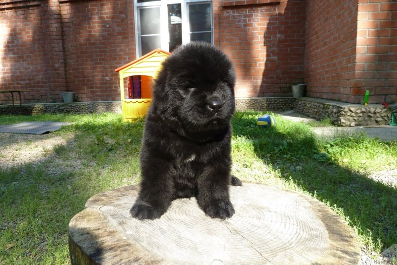 Фото: ньюфаундленд Super Premium Nao Del Trato (Супер Премиум Нао Дел Трато)