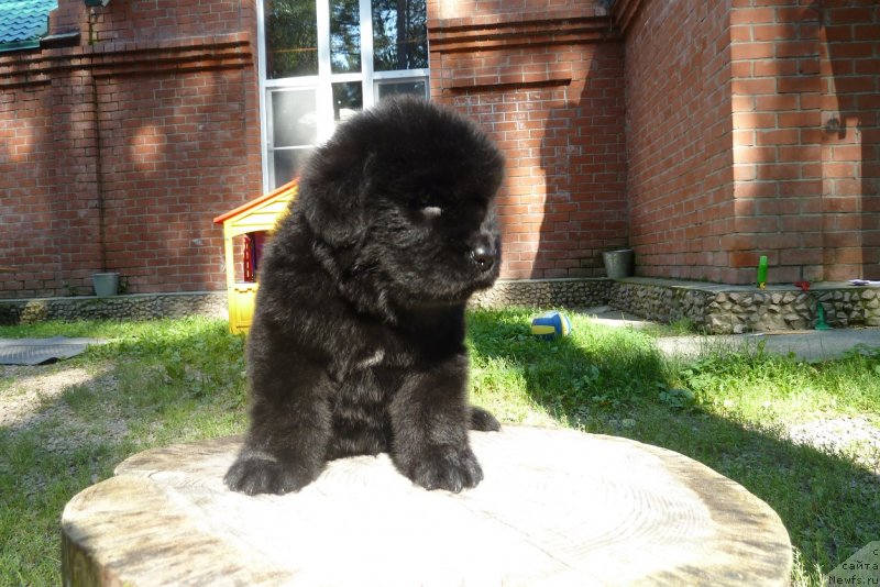 Фото: ньюфаундленд Super Premium Nao Del Trato (Супер Премиум Нао Дел Трато)