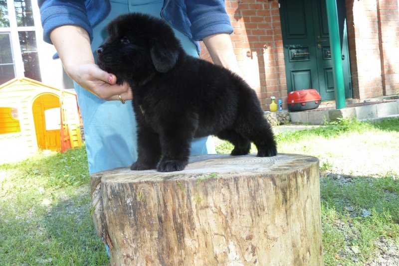 Фото: ньюфаундленд Super Premium Nao Del Trato (Супер Премиум Нао Дел Трато)