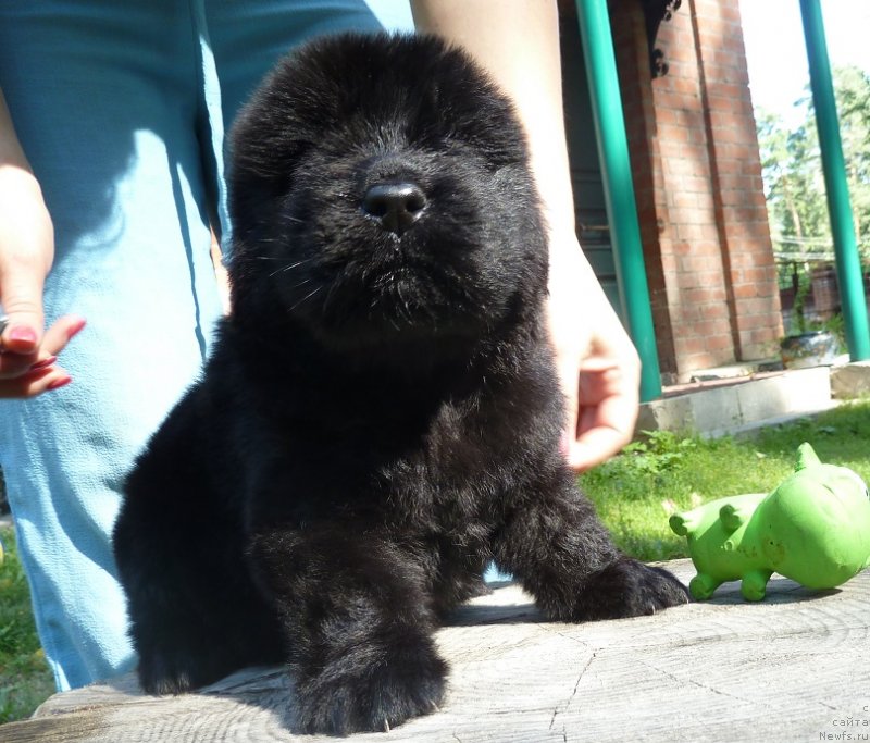 Фото: ньюфаундленд Super Premium Neobyiknovennyiy Naslednik (Супер Премиум Необыкновенный Наследник)