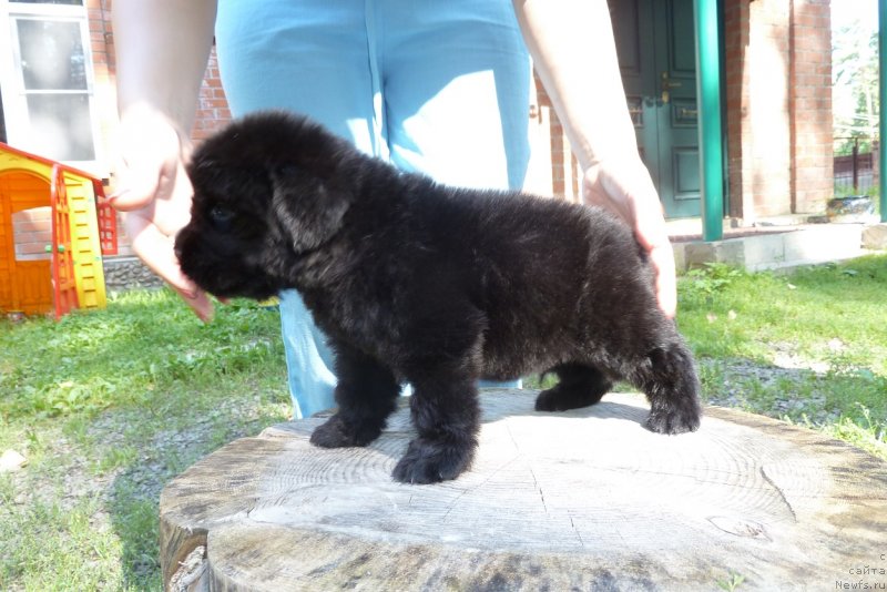 Фото: ньюфаундленд Super Premium Neobyiknovennyiy Naslednik (Супер Премиум Необыкновенный Наследник)