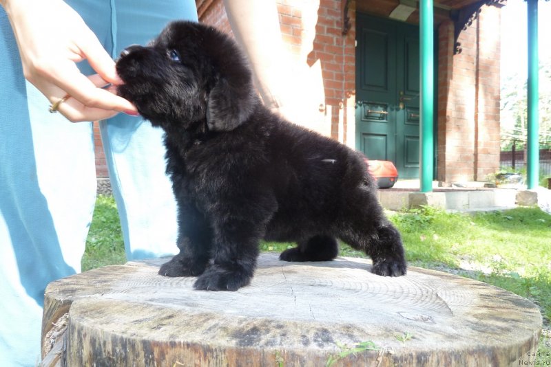 Фото: ньюфаундленд Super Premium Neobyiknovennyiy Naslednik (Супер Премиум Необыкновенный Наследник)