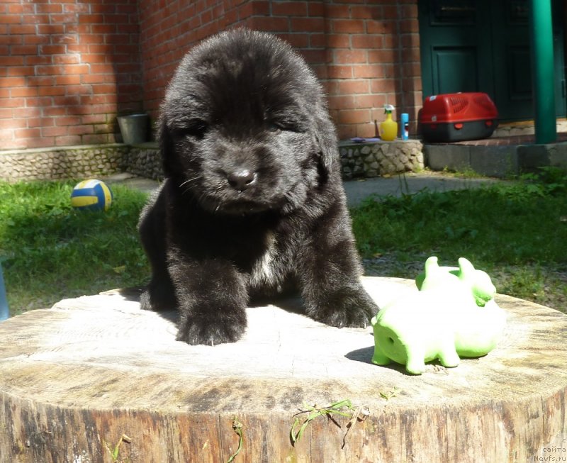 Фото: ньюфаундленд Super Premium Nonparel' (Супер Премиум Нонпарель)