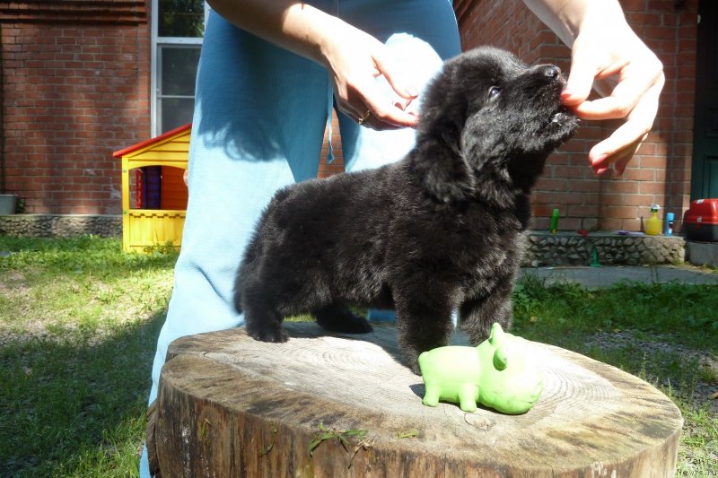 Фото: ньюфаундленд Super Premium Nonparel' (Супер Премиум Нонпарель)