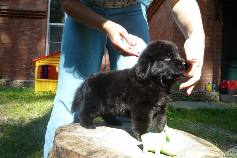 Фото: ньюфаундленд Super Premium Nonparel' (Супер Премиум Нонпарель)