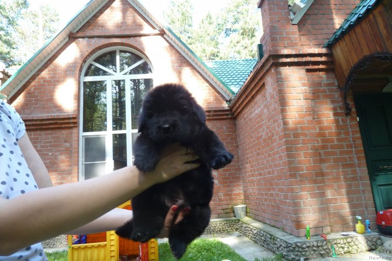 Фото: ньюфаундленд Super Premium N'yu-York (Супер Премиум Нью-Йорк)