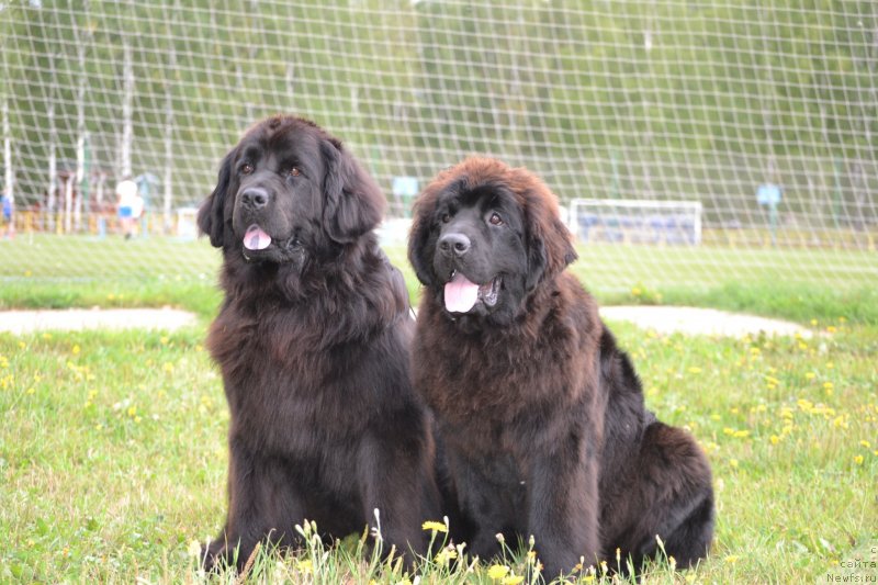 Фото: ньюфаундленд Aquatoriya Kelvin Sharliz (Акватория Келвин Шарлиз), ньюфаундленд Nefertiti Krasavica Gryadet (Нефертити Красавица Грядет)