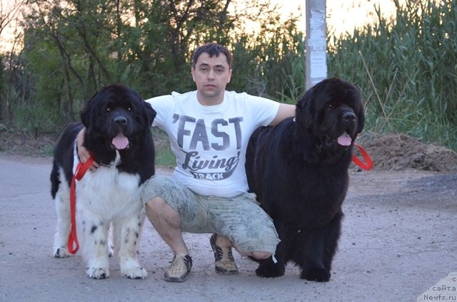 Фото: ньюфаундленд Vom Waterfall Land Ay Todor (Вом Ватерфалл Лэнд Ай Тодор), ньюфаундленд CHernyiy SHarm Vankuver (Черный Шарм Ванкувер)