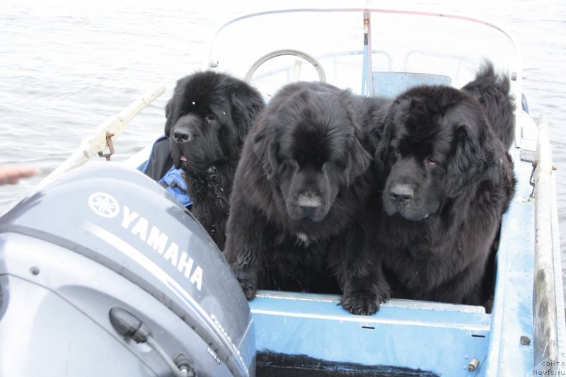 Фото: ньюфаундленд Beguschaya po Volnam Zero Kool (Бегущая по Волнам Зеро Коол), ньюфаундленд Neretum Tribe Xagrid, ньюфаундленд Gloriya Grand Blek (Глория Гранд Блек)
