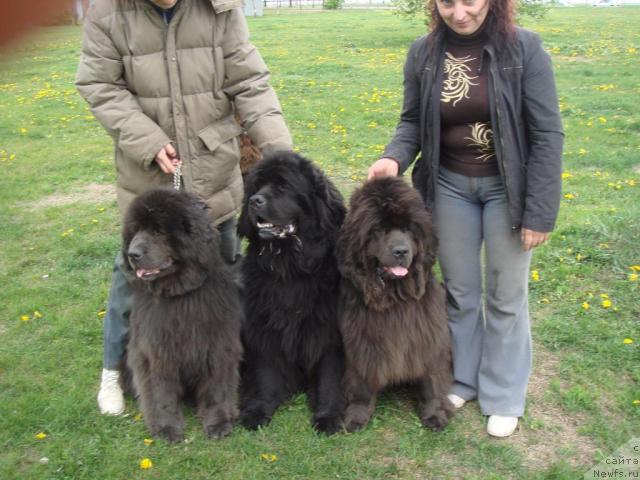 Фото: ньюфаундленд Severtan Svetskaya L'vica (Севертан Светская Львица), ньюфаундленд Bombastik from Bomberland, ньюфаундленд Severtan Madjesta (Севертан Маджеста), Tat'yana Bahtereva (Татьяна Бахтерева)
