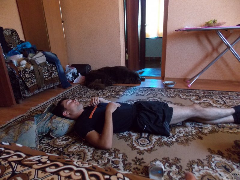 Фото: ньюфаундленд Hohotushka s Berega Dona (Хохотушка с Берега Дона)