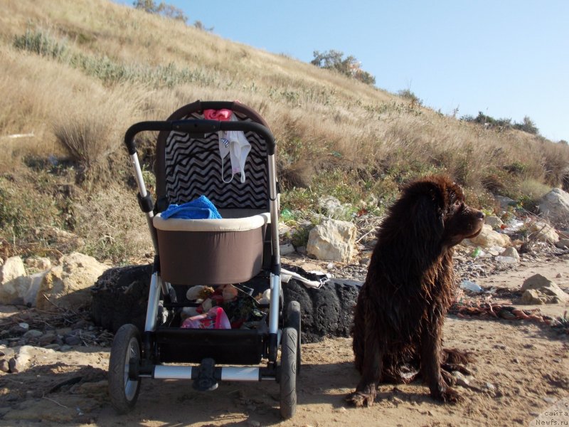 Фото: ньюфаундленд Hohotushka s Berega Dona (Хохотушка с Берега Дона)