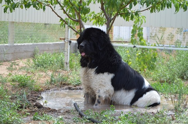 Фото: ньюфаундленд CHernyiy SHarm Vankuver (Черный Шарм Ванкувер)