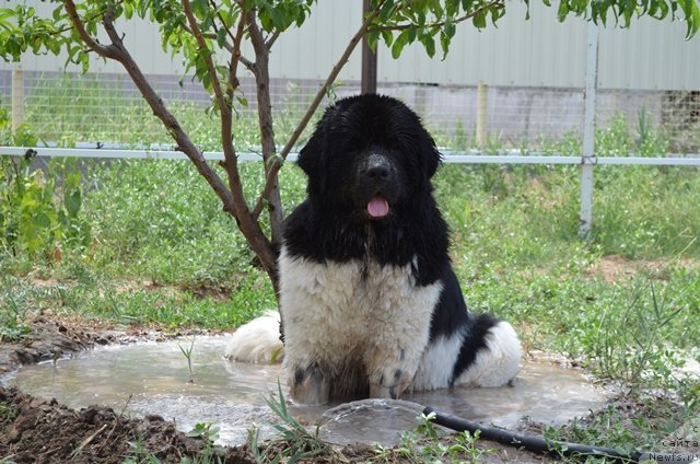 Фото: ньюфаундленд CHernyiy SHarm Vankuver (Черный Шарм Ванкувер)