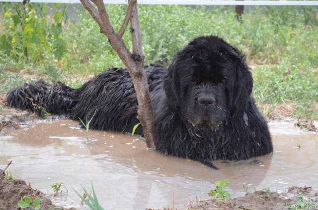 Фото: ньюфаундленд Vom Waterfall Land Ay Todor (Вом Ватерфалл Лэнд Ай Тодор)