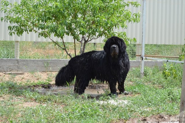 Фото: ньюфаундленд Vom Waterfall Land Ay Todor (Вом Ватерфалл Лэнд Ай Тодор)