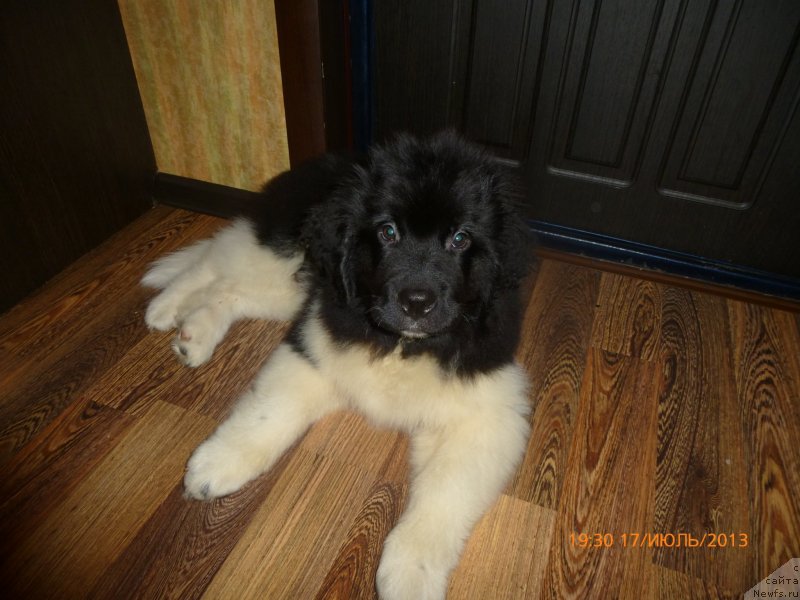 Фото: Kseniya Timchenko (Ксения Тимченко), ньюфаундленд Akvian Song Kalambur (Аквиан Сонг Каламбур)