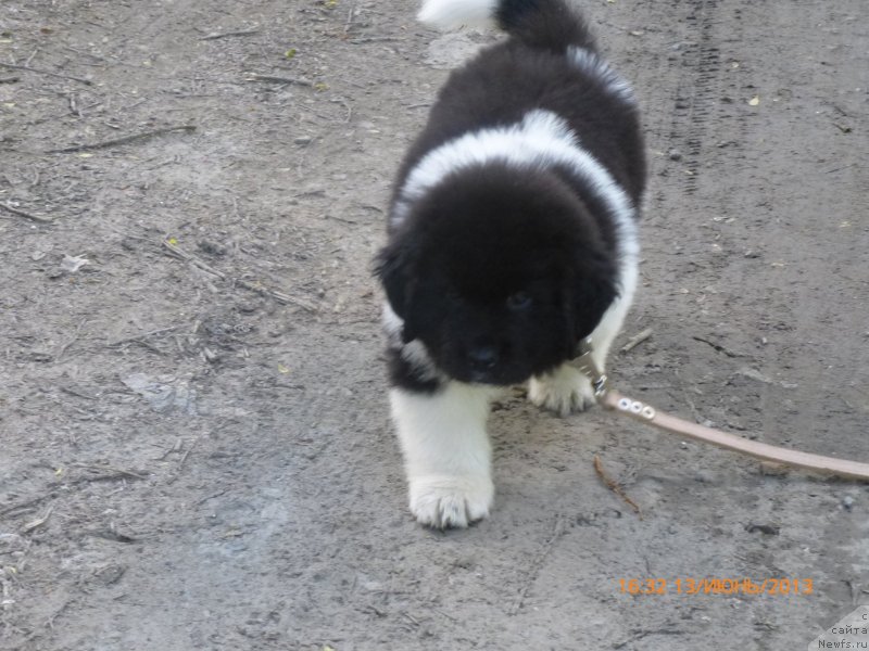 Фото: Kseniya Timchenko (Ксения Тимченко), ньюфаундленд Akvian Song Kalambur (Аквиан Сонг Каламбур)
