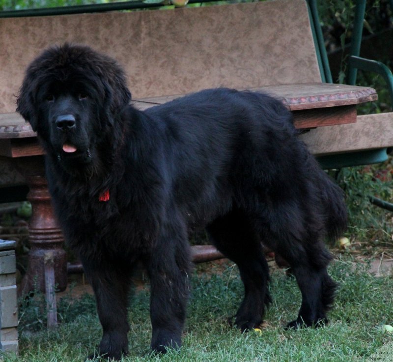Фото: ньюфаундленд Allegro Con Brio Dinastiya Soverchenstva (Аллегро Кон Брио Династия Совершенства)