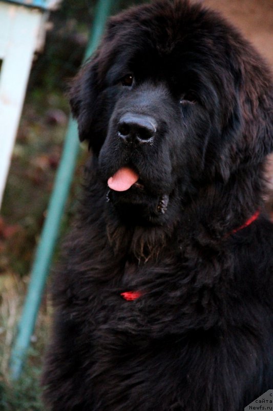 Фотография № 133541