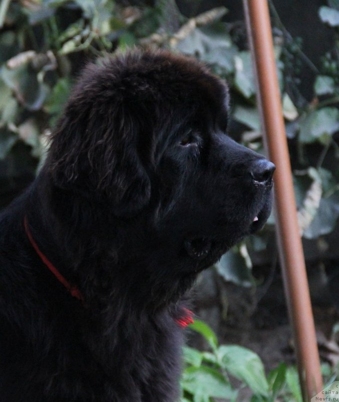 Фотография № 133542