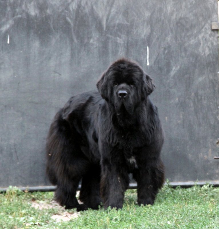 Фото: ньюфаундленд Beguschaya po Volnam Hasta la Vista (Бегущая по Волнам Хаста ла Виста)