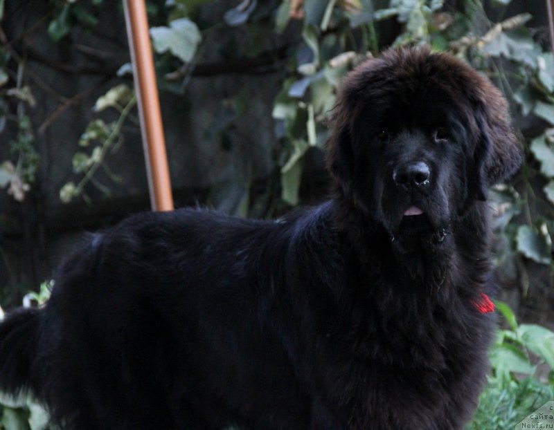 Фото: ньюфаундленд Allegro Con Brio Dinastiya Soverchenstva (Аллегро Кон Брио Династия Совершенства)