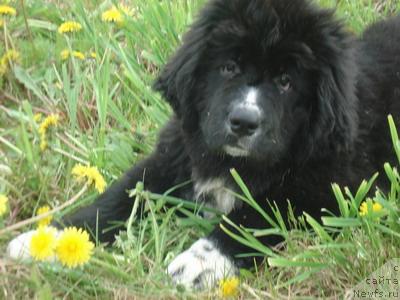 Фото: ньюфаундленд Pitern'yuf Jarkiy Led (Питерньюф Жаркий Лед)