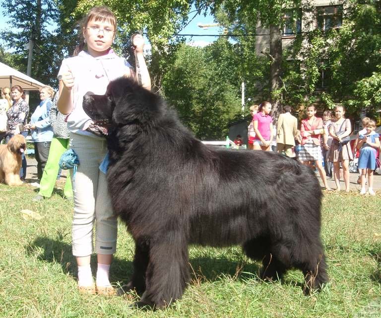 Фото: ньюфаундленд Kapitan N'yufort (Капитан Ньюфорт), Irina Verovenko (Ирина Веровенко)