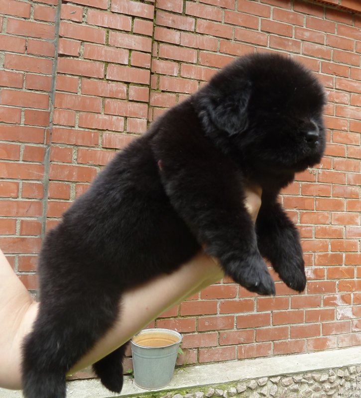 Фото: ньюфаундленд Super Premium Oniks (Супер Премиум Оникс)