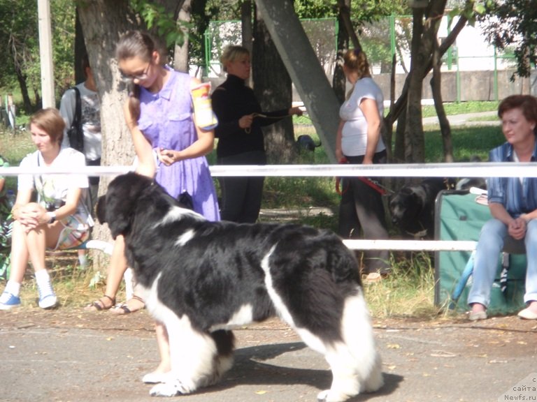 Фото: ньюфаундленд Super Bizon Zlatogor (Супер Бизон Златогор), Irina Verovenko (Ирина Веровенко)