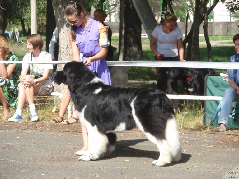 Фото: ньюфаундленд Super Bizon Zlatogor (Супер Бизон Златогор), Irina Verovenko (Ирина Веровенко)