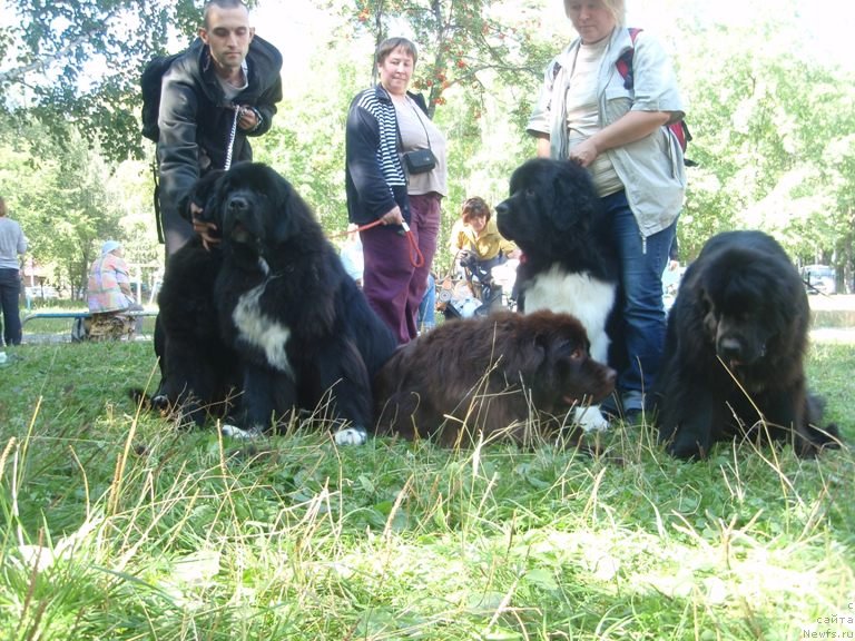 Фото: ньюфаундленд Vin Dizel' dlya N'yufort (Вин Дизель для Ньюфорт), ньюфаундленд Blyek Diamond Agidel' ot Potapa Uvertyura (Блэк Диамонд Агидель от Потапа Увертюра), ньюфаундленд Promise To Love Midnight Bear (Promise To Love Midnight Bear), ньюфаундленд Super Bizon Zlatogor (Супер Бизон Златогор), ньюфаундленд Akvatoriya Kelvin Spirit ze Nekst (Акватория Келвин Спирит зе Некст)