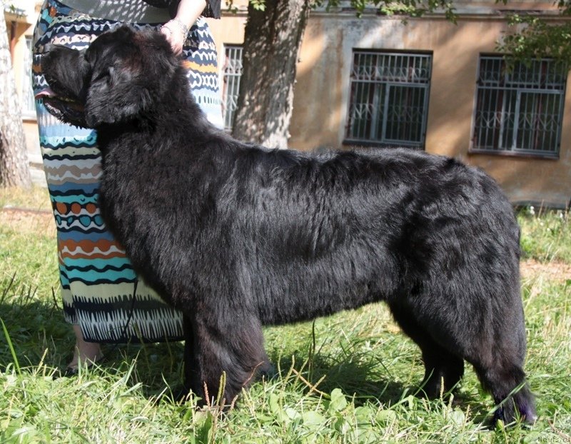 Фото: ньюфаундленд Akvian Song Idzumi (Аквиан Сонг Идзуми)