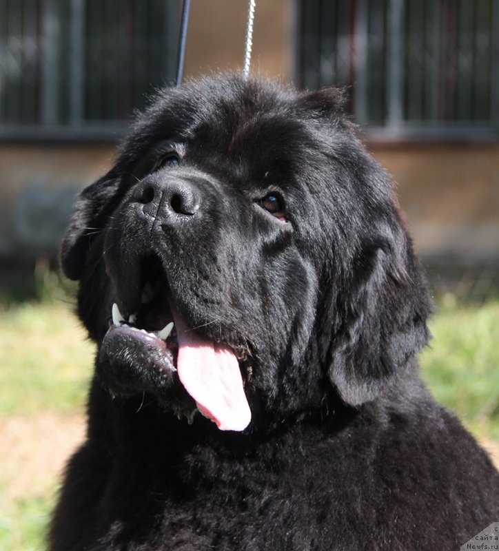 Фото: ньюфаундленд Akvian Song Idzumi (Аквиан Сонг Идзуми)