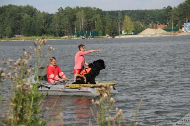 Фото: ньюфаундленд Flagman ot Sibirskogo Medvedja (Флагман от Сибирского Медведя), Svetlana Gordienko (Светлана Гордиенко)