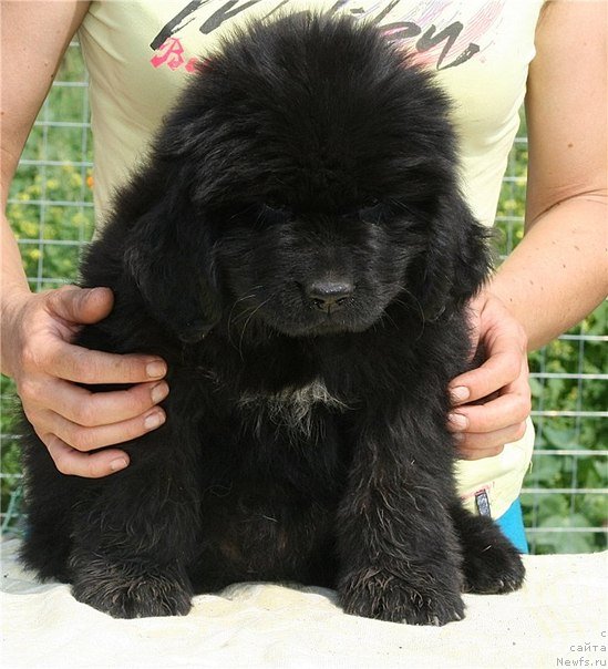 Фото: дочь, ньюфаундленд Akvatoriya Kelvin Oushen Drim (Акватория Келвин Оушен Дрим)