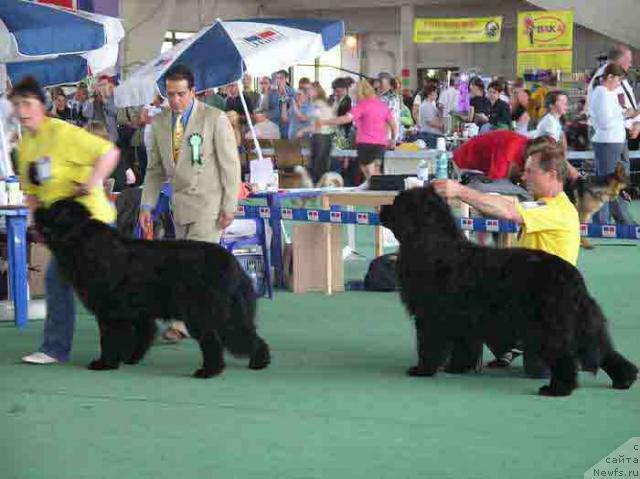 Фото: ньюфаундленд Plushevaya Panda Alex Show (Плюшевая Панда Алекс Шоу)