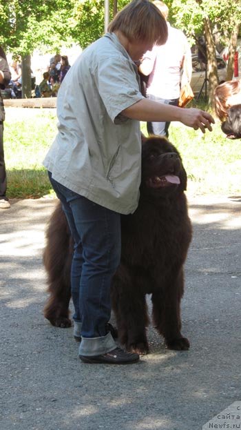 Фото: ньюфаундленд Akvatoriya Kelvin Spirit ze Nekst (Акватория Келвин Спирит зе Некст)