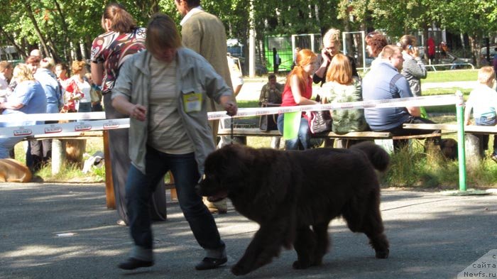 Фото: ньюфаундленд Akvatoriya Kelvin Spirit ze Nekst (Акватория Келвин Спирит зе Некст)